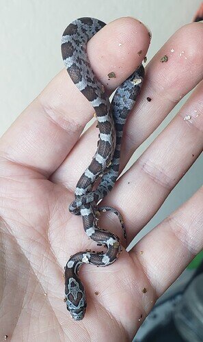 Brown and gray baby corn snake with V shape on head