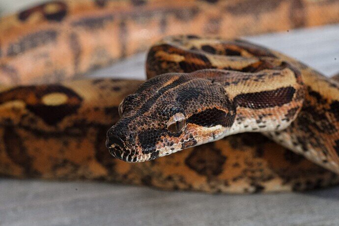 Darci IMG Macro good-1