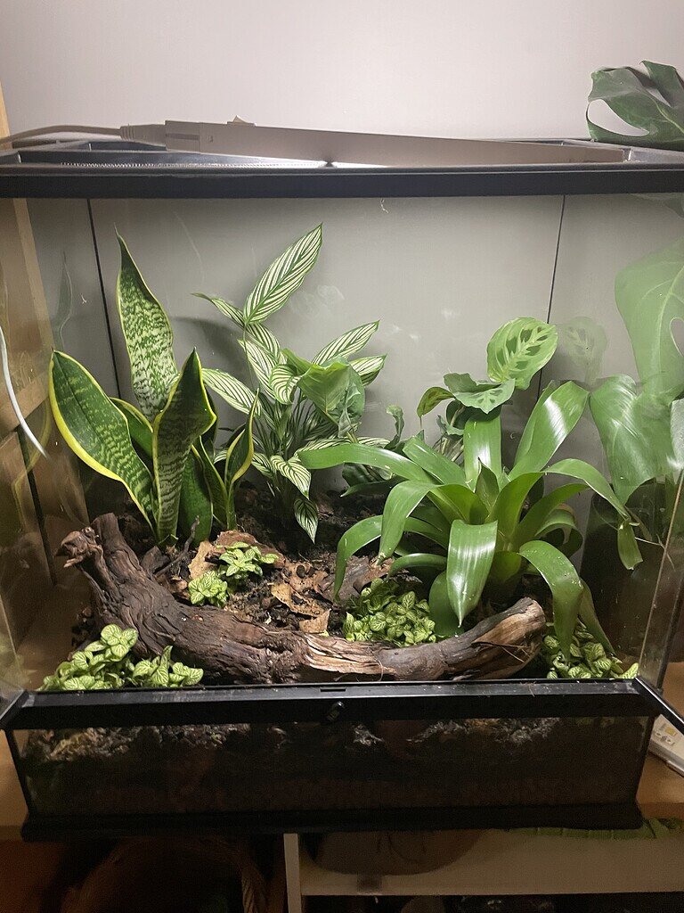 Dart frog options - Enclosures & Setups - MorphMarket Reptile Community