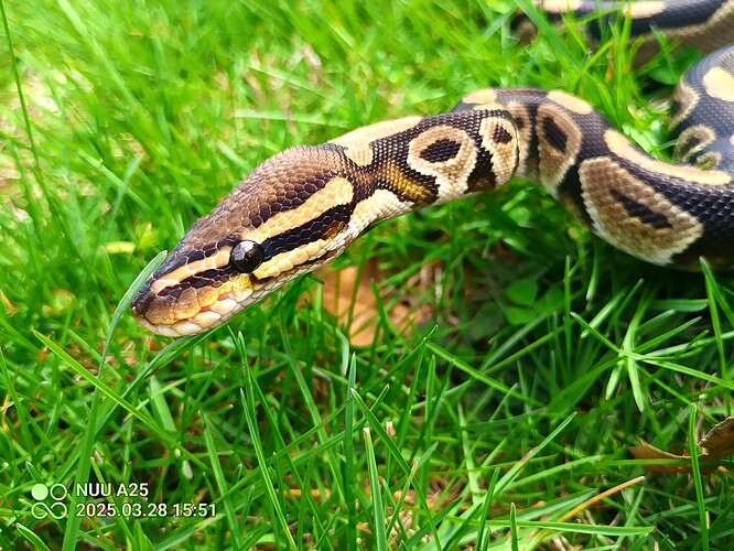 IMG_20250328_155121_014