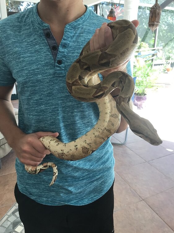 Corn snake baby with upper respiratory suggestions on how to treat? Corn Snakes MorphMarket