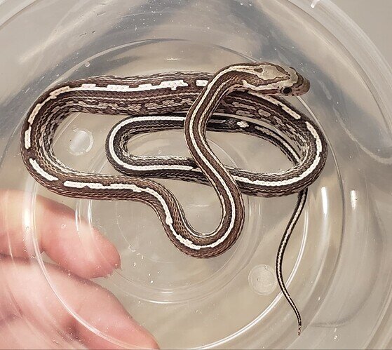 black and white baby corn snake with lump in belly