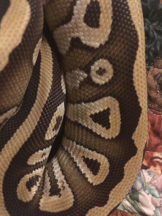 Show me your Alien heads - Ball Pythons - MorphMarket Reptile Community