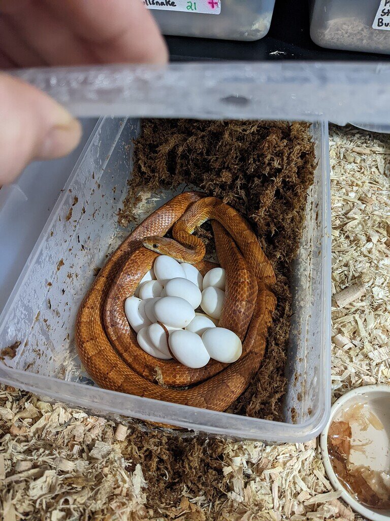 leopard gecko eggs dented