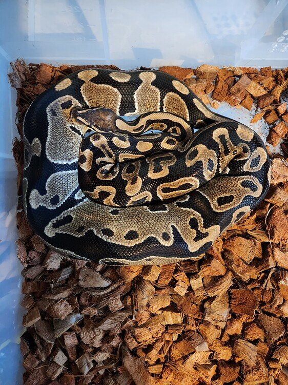 Is my ball python pregnant Ball Pythons MorphMarket Reptile Community