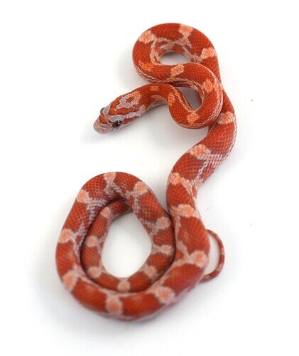 red baby corn snake