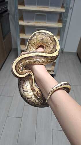 WhatsApp Image 2026-01-05 at 17.10.43 (1)