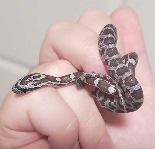 brown and gray baby corn snake curled around fingers