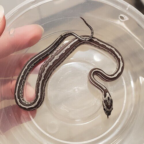 gray striped baby corn snake with lump in belly