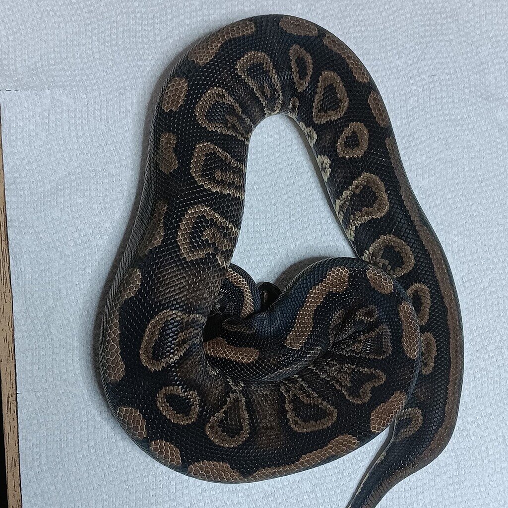 The Black Lab..new dark morph - Ball Pythons - MorphMarket Reptile ...