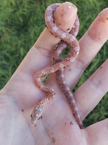 peachy orange baby corn snake in hand