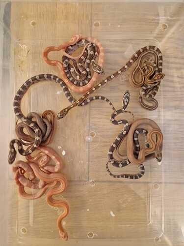 Clutch top
