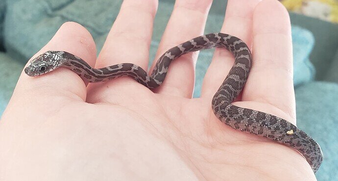 gray baby corn snake on hand