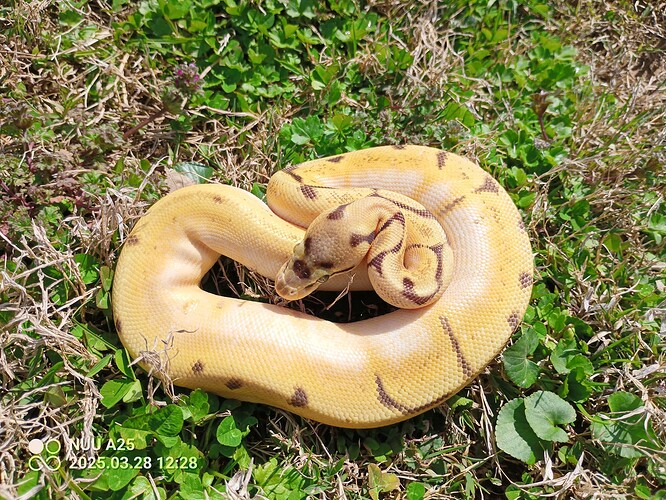 IMG_20250328_122827_385