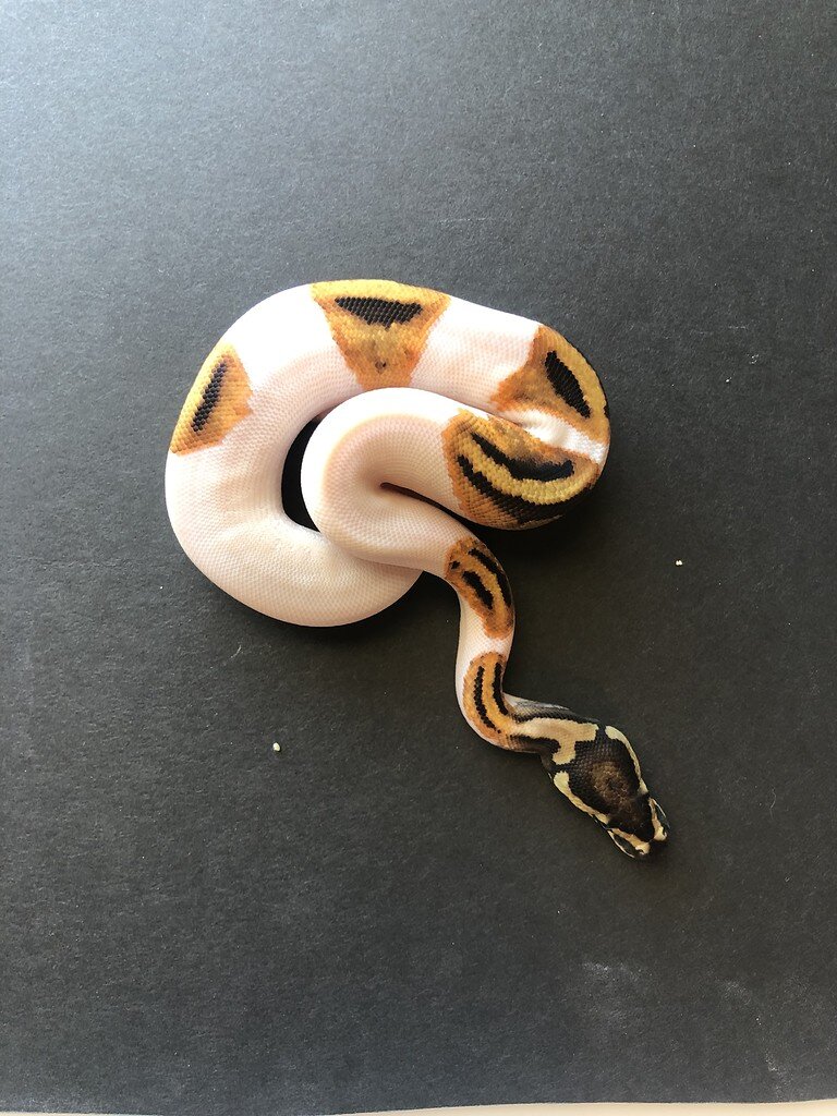 OD pied or Pied? - Ball Pythons - MorphMarket Reptile Community