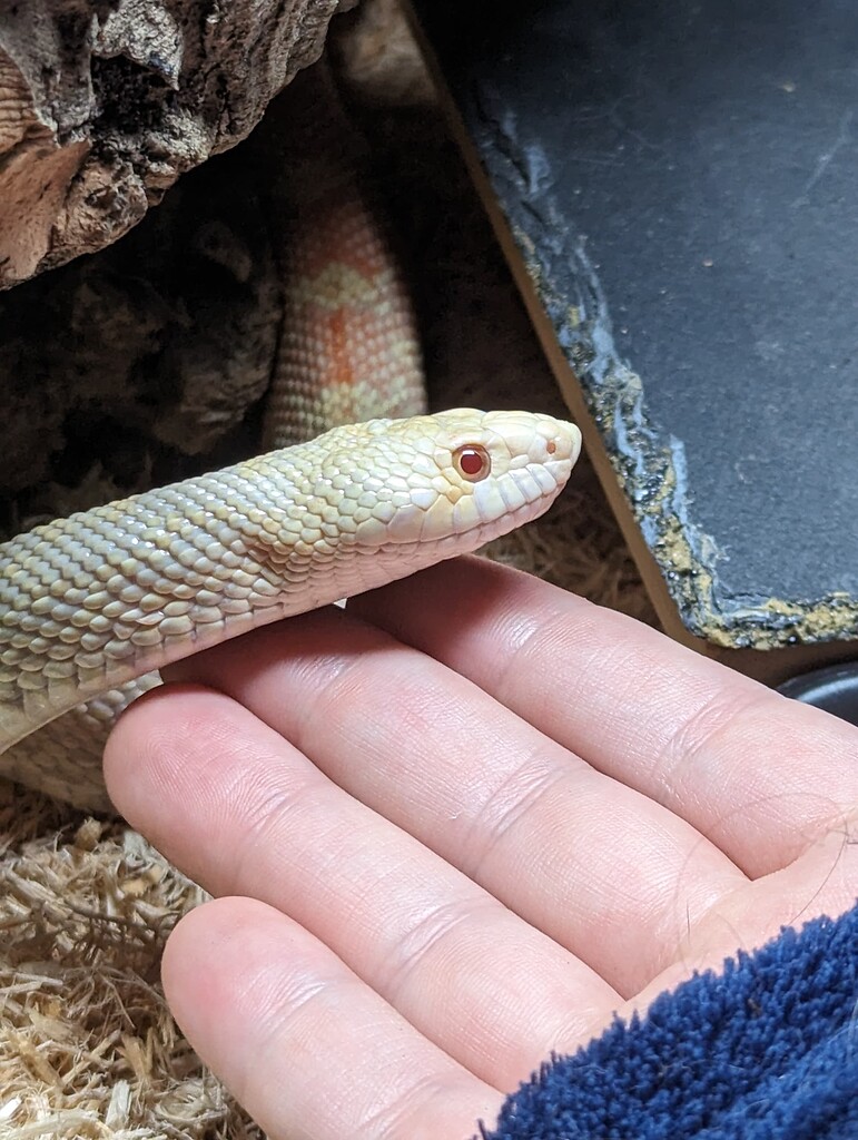 Baby bulls are precious - Other Colubrids - MorphMarket Reptile Community