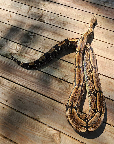 1000047323