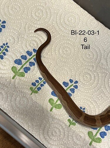 BI22-03-16 tail