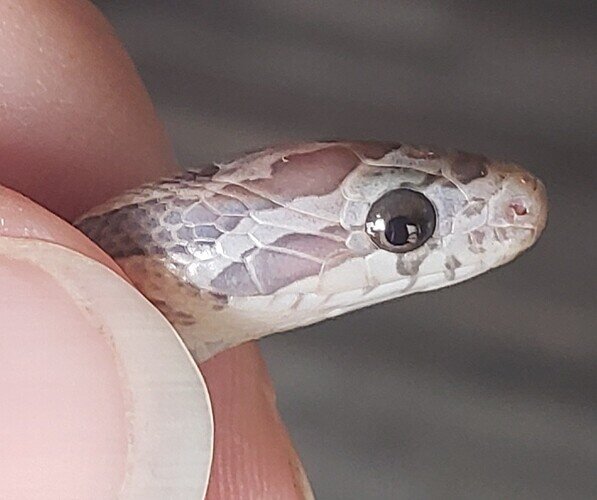 close up of baby corn snake eye