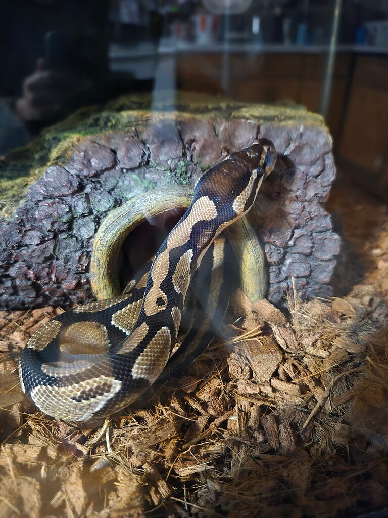 Id pretty sure hes a normal - Ball Pythons - MorphMarket Reptile Community