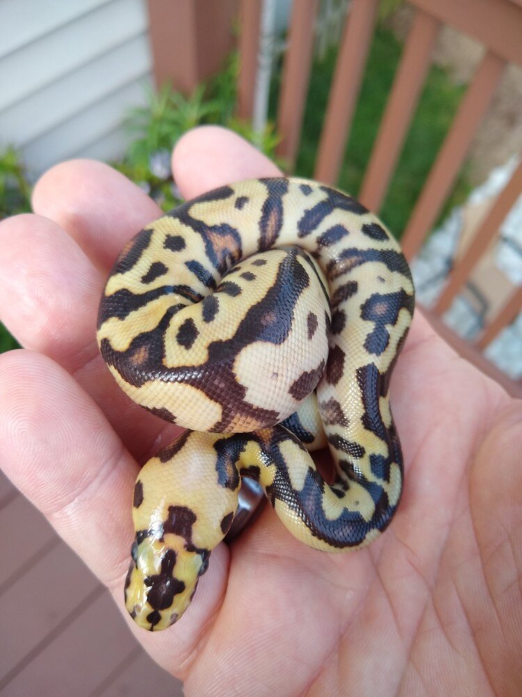 Fire Spotnose Clown Fresh Hatch - Ball Pythons - MorphMarket Reptile ...