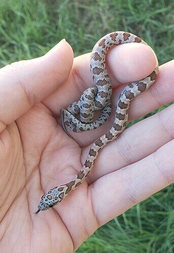 spotty orange and gray baby corn snake on hand