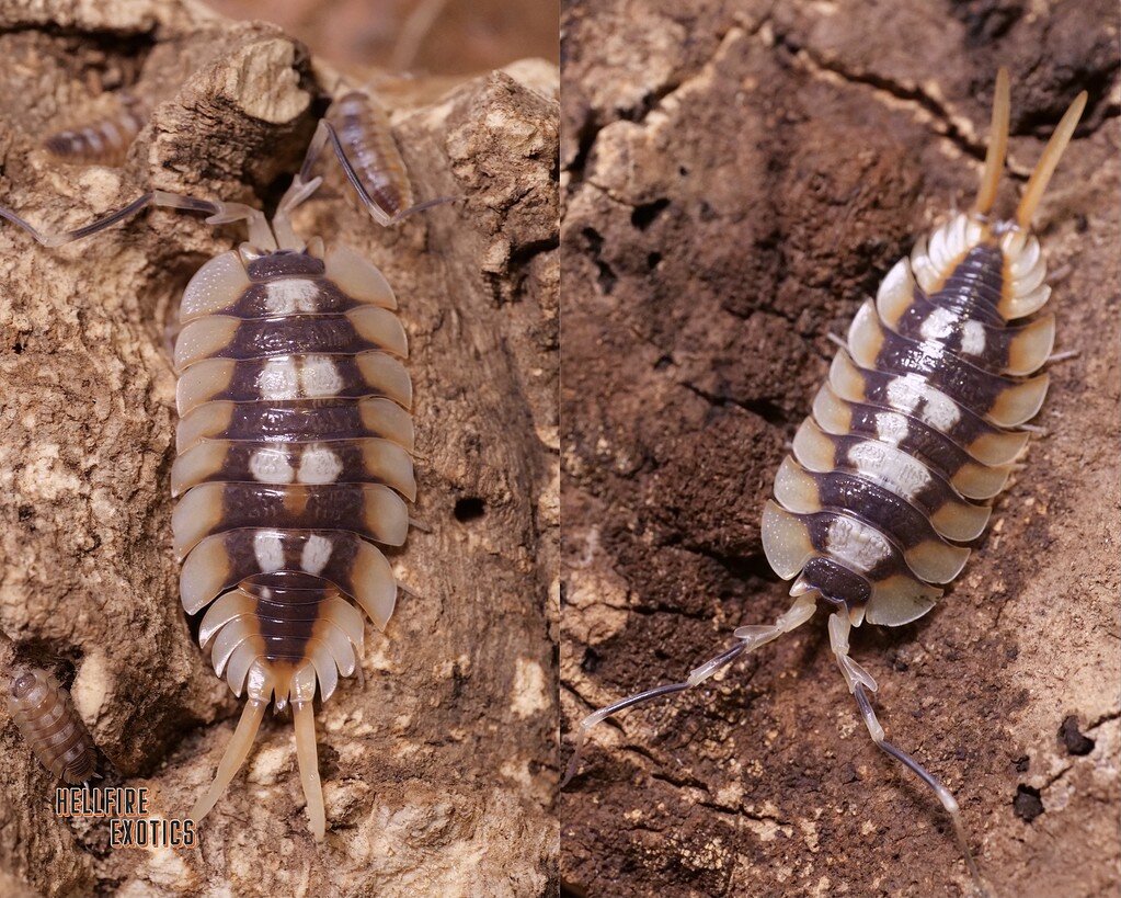 THE KING OF All ISOPODS Isopods MorphMarket Reptile Community