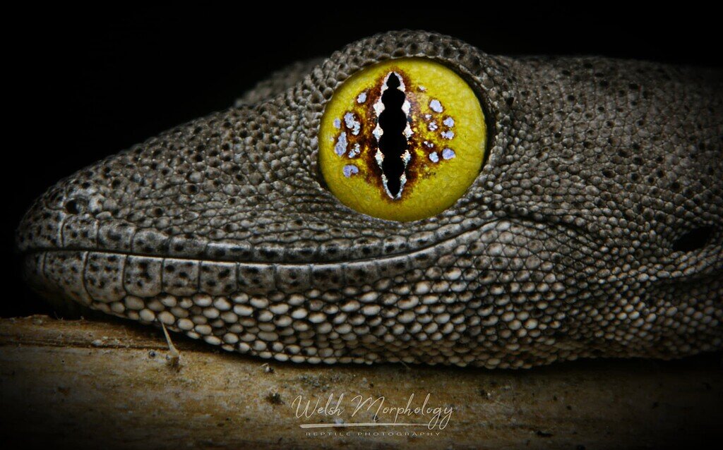 Dinky little Dingo Other Geckos MorphMarket Reptile Community