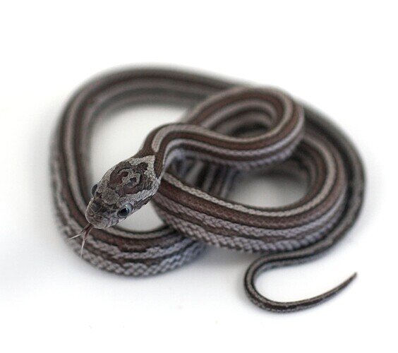 striped gray baby corn snake