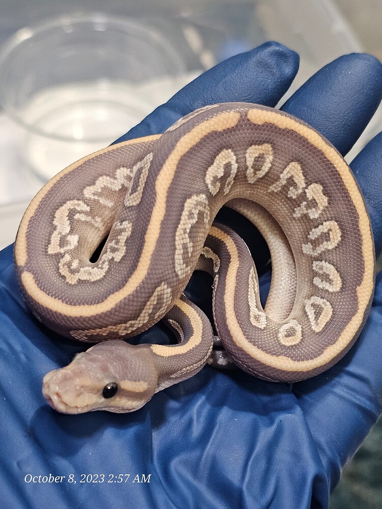 Shocked to have hatched truly purple snakes! - Ball Pythons ...