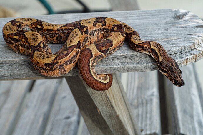 Darci IMG Macro good-4