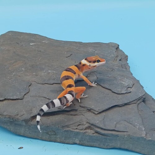 e2d5b63d-5b64-496d-b1c3-35823d9f6111