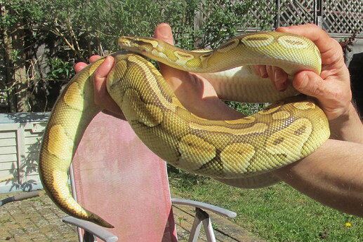 Pastel Lesser Ball Python 8