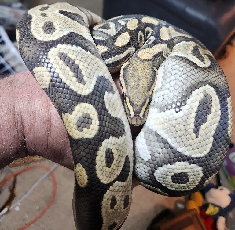 Show Off Your Ball Pythons - Volume 2 - Ball Pythons - MorphMarket ...