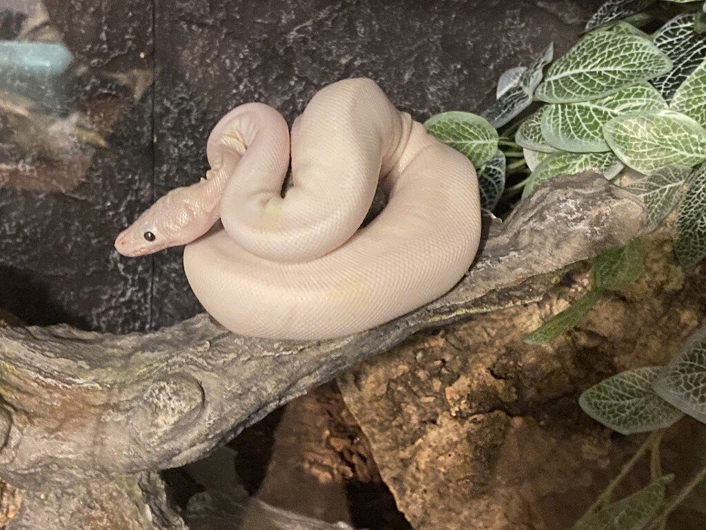 Shake Ball Python Super Fire Pastel has the chihuahua shakes - Ball Pythons - MorphMarket ...