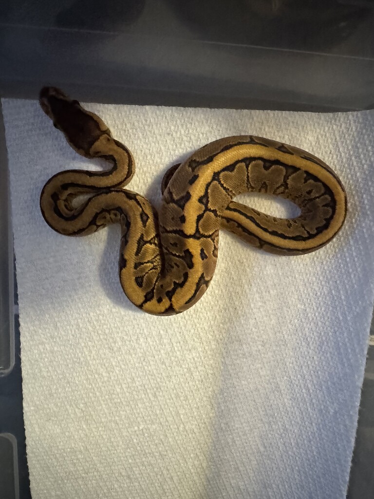 Ball python’s Identification help - All Reptiles - MorphMarket Reptile ...