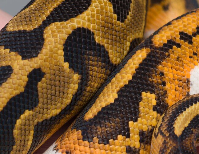 October 1 2021 YB Pied het lav vs Pied het lav 1