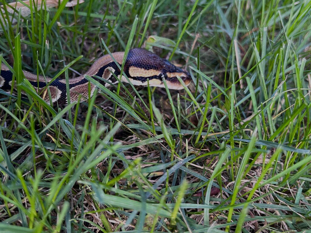 Plain Python Picture Bongo or plain? 🤔 - Ball Pythons - MorphMarket Reptile Community