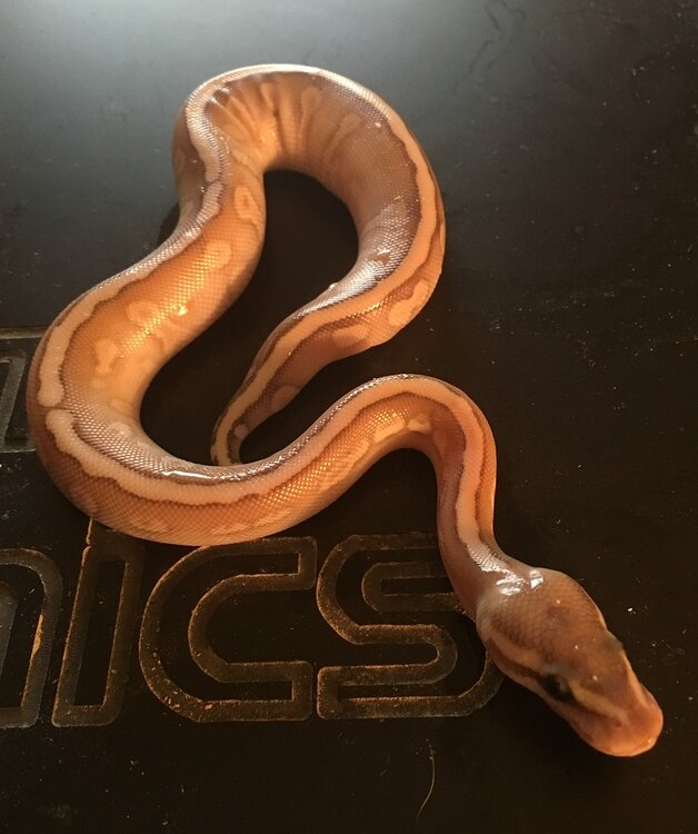 codominance genetics in ball pythons