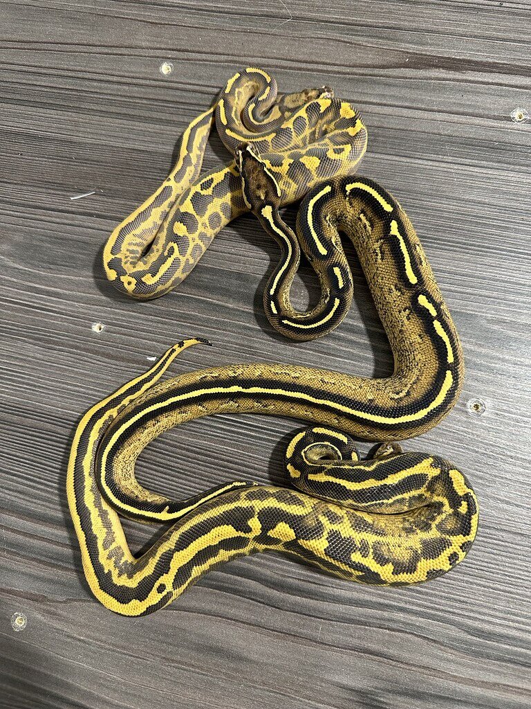 Highway x Gravel\YB Ball Pythons MorphMarket Reptile Community
