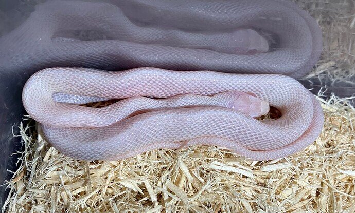 A pink snake on shredded aspen
