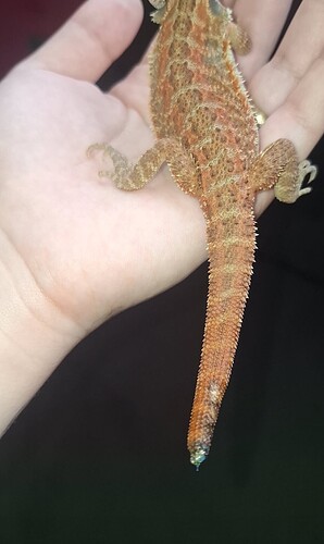 Screenshot_20260205_202533_Snapchat