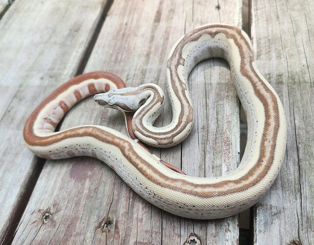 1000046402
