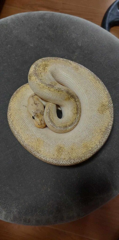 Pastel Champagne Enchi? - Ball Pythons - MorphMarket Reptile Community