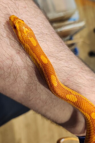 1000043411