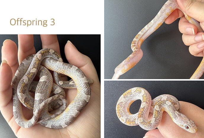 offspring3