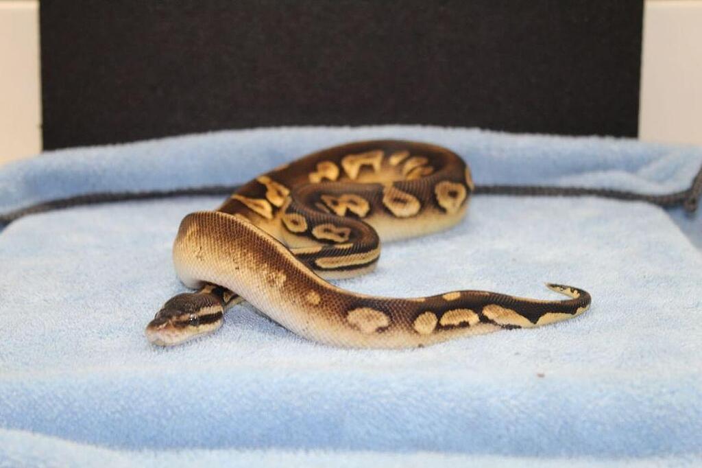 Currylow Python Reproduction Breeding roulette ball pythons - Ball Pythons - MorphMarket Reptile ...