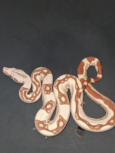 23326