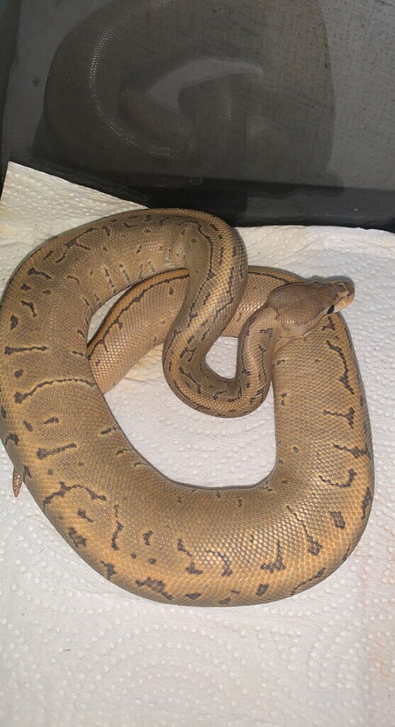 Pinstripe Spider 100% hypo - Ball Pythons - MorphMarket Reptile Community