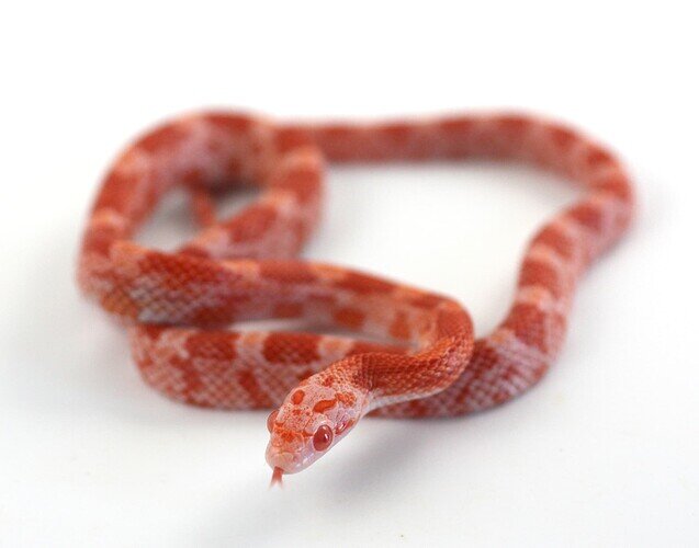 orange baby corn snake